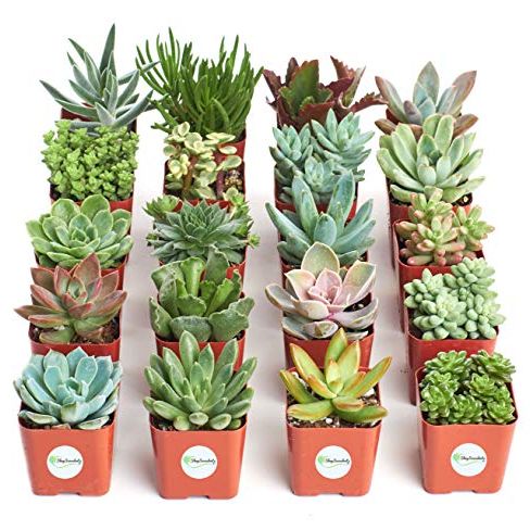 Succulents Collection