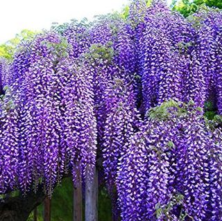 Japan S Wisteria Gardens Are A Must See When To Visit Wisteria Gardens Japan