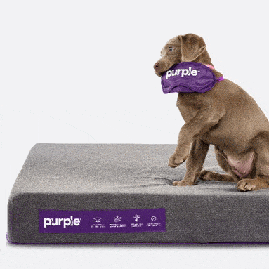 purple pets dog bed