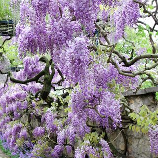 Home Depot Is Selling Wisteria Trees You Can Plant In Your Backyard For Just 23