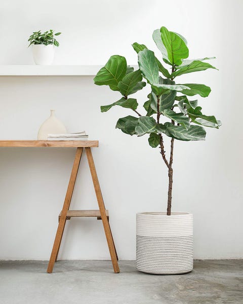 20 Stylish Indoor Planters Affordable Flower Pots For Your Plants - Modern Indoor Tree Planter 20 Stylish Indoor Planters Affordable Flower Pots For Your Plants - Modern Indoor Tree Planter