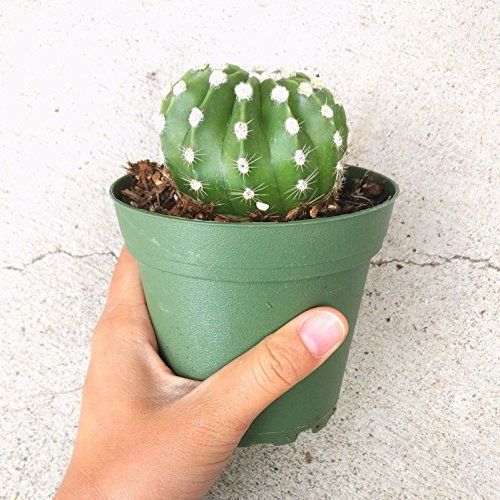 Domino Cactus