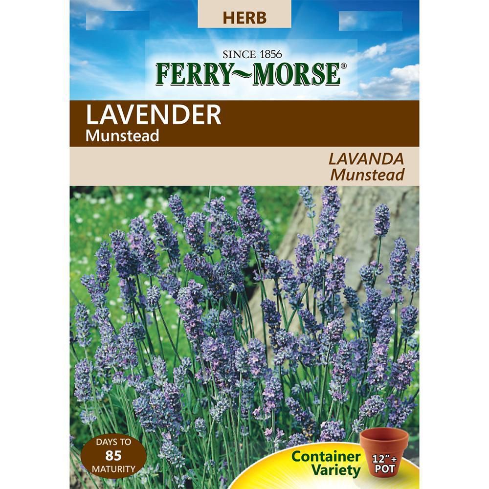 Lavender Dwarf Munstead Seed
