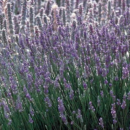 Potted Provence French Lavender