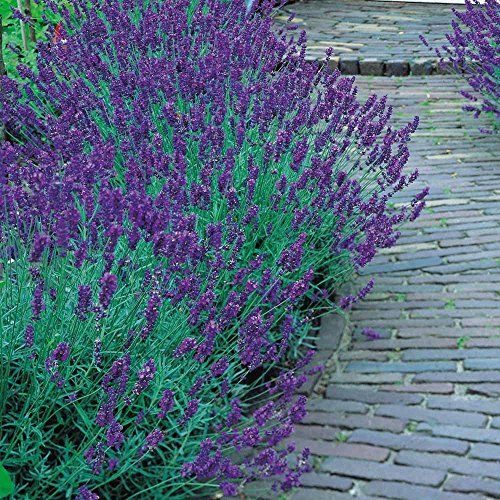 Potted Munstead Lavender Herb