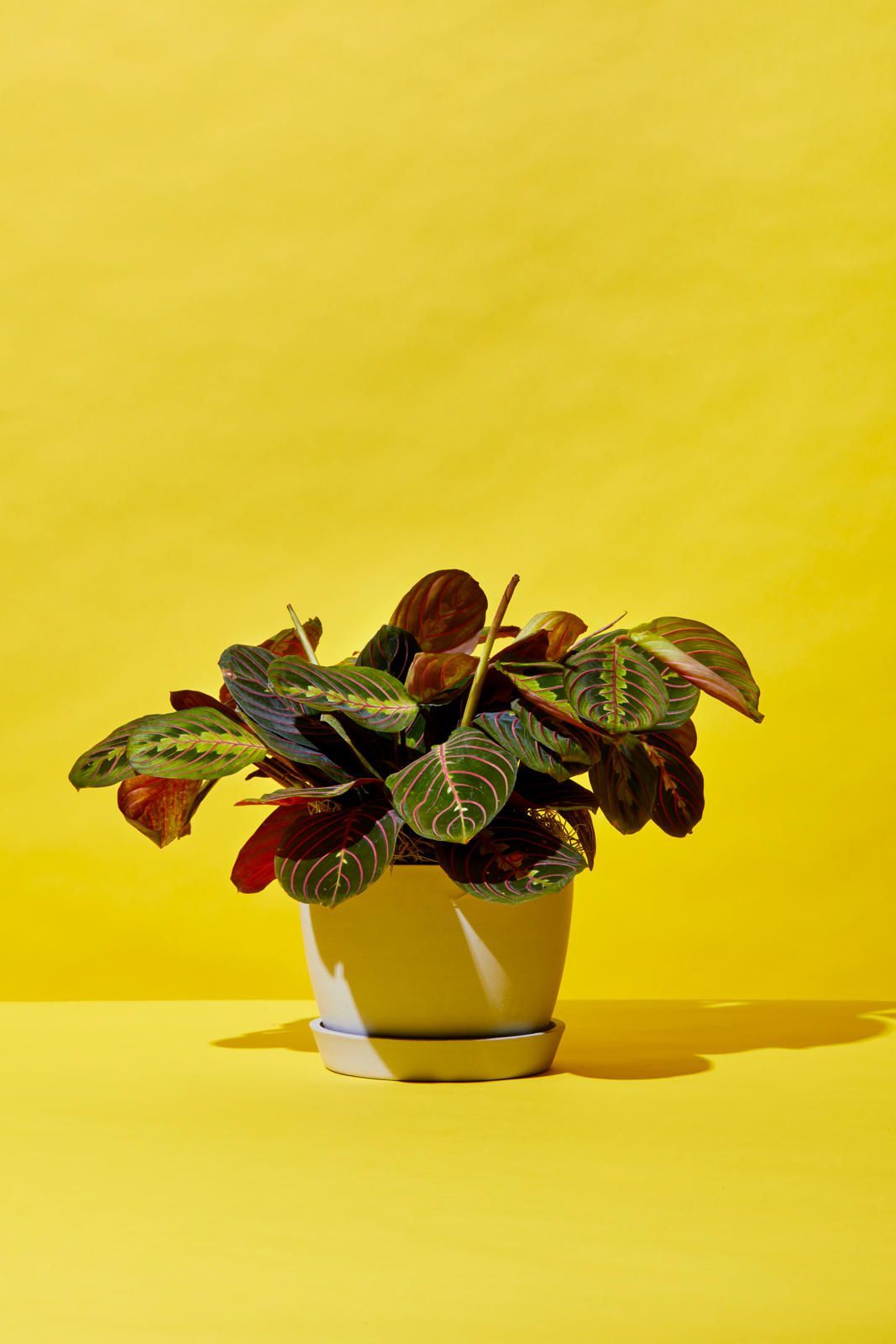 The Best Places To Buy Plants Online Cheap Indoor Plants To Order