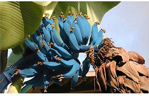 Blue Java Banana Tree Seeds