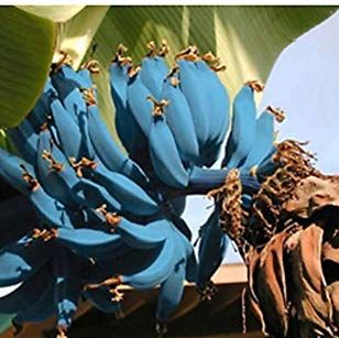 Blue Java Bananas Taste Like Ice Cream How To Plant Blue Java Bananas