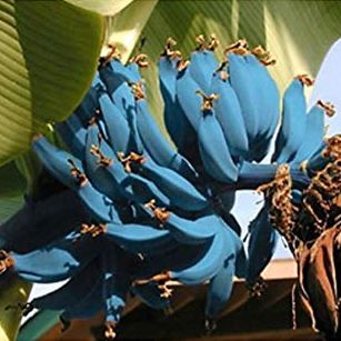Blue java banana