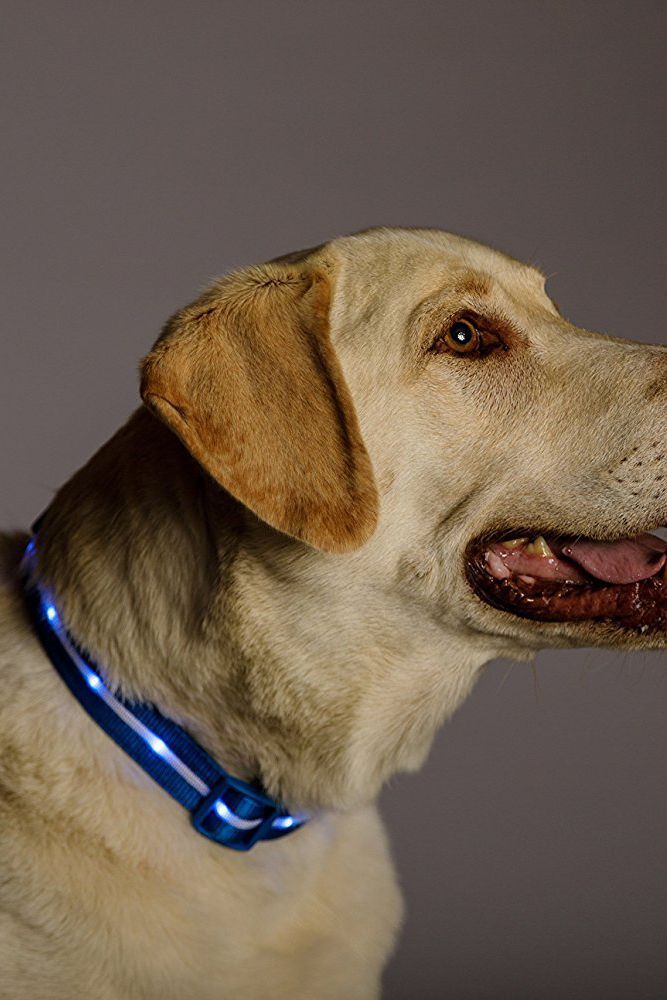 Light-Up Dog Collar