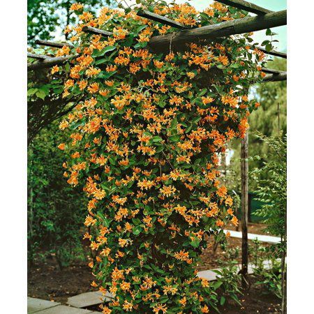 Mandarin Honeysuckle Vine