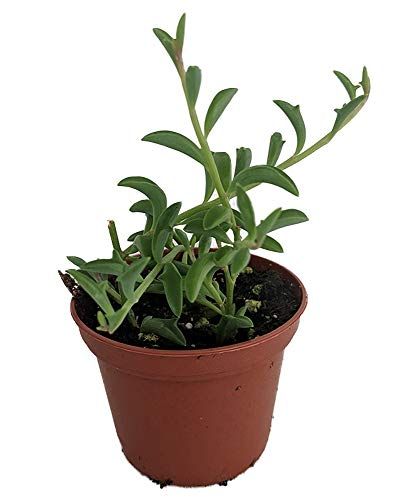 Easy to Grow String of Dolphins Succulent