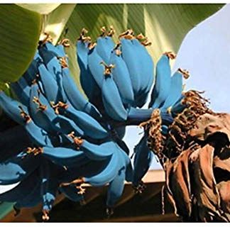 Blue Banana Tree Seeds