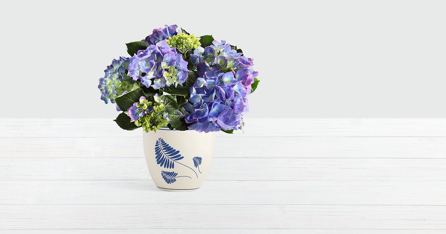 Potted Blue Hydrangea