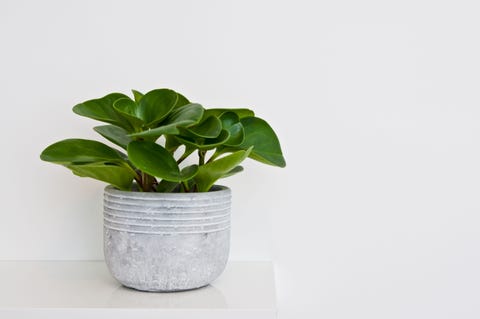 30 Easy Houseplants Easy To Care For Indoor Plants