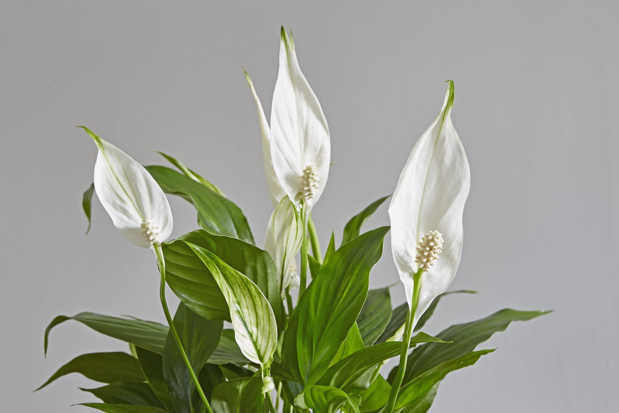 Floral Pot Spathiphyllum House Air Cleaner 1 Peace Lily Indoor Plant in Lace 