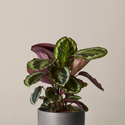 Best Indoor Plants: Snake Plant, ZZ Plant, Pothos and More