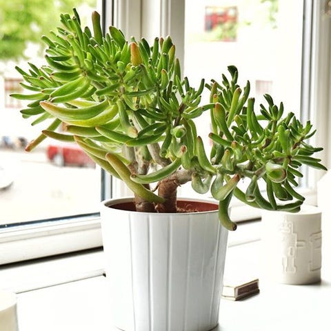 30 Easy Houseplants To Care For Indoor Plants 30 Easy Houseplants To Care For Indoor Plants