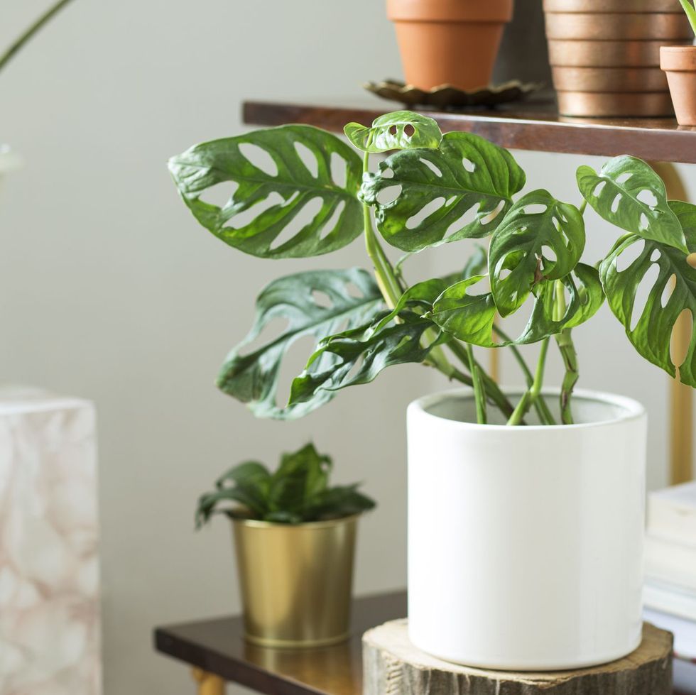 22 Best Indoor Plants: Low-Light And Easy Houseplants