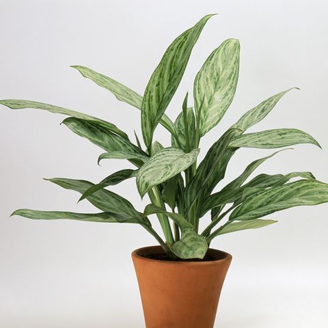 30 Easy Houseplants Easy To Care For Indoor Plants