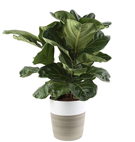 Amazon Deal of the Day: Costa Farms Plant Sale
