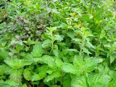 Easiest Herbs To Grow For Indoor And Outdoor Gardens