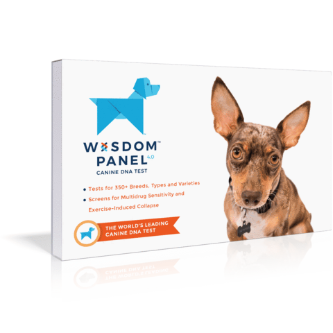 Wisdom panel dna clearance coupon