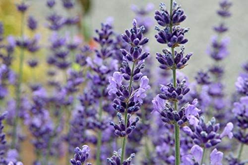 English Lavender Vera Seeds
