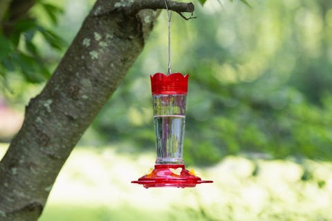 10 Best Hummingbird Feeders For Your Yard Top Feeders For