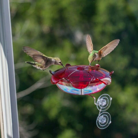 10 Best Hummingbird Feeders For Your Yard Top Feeders For