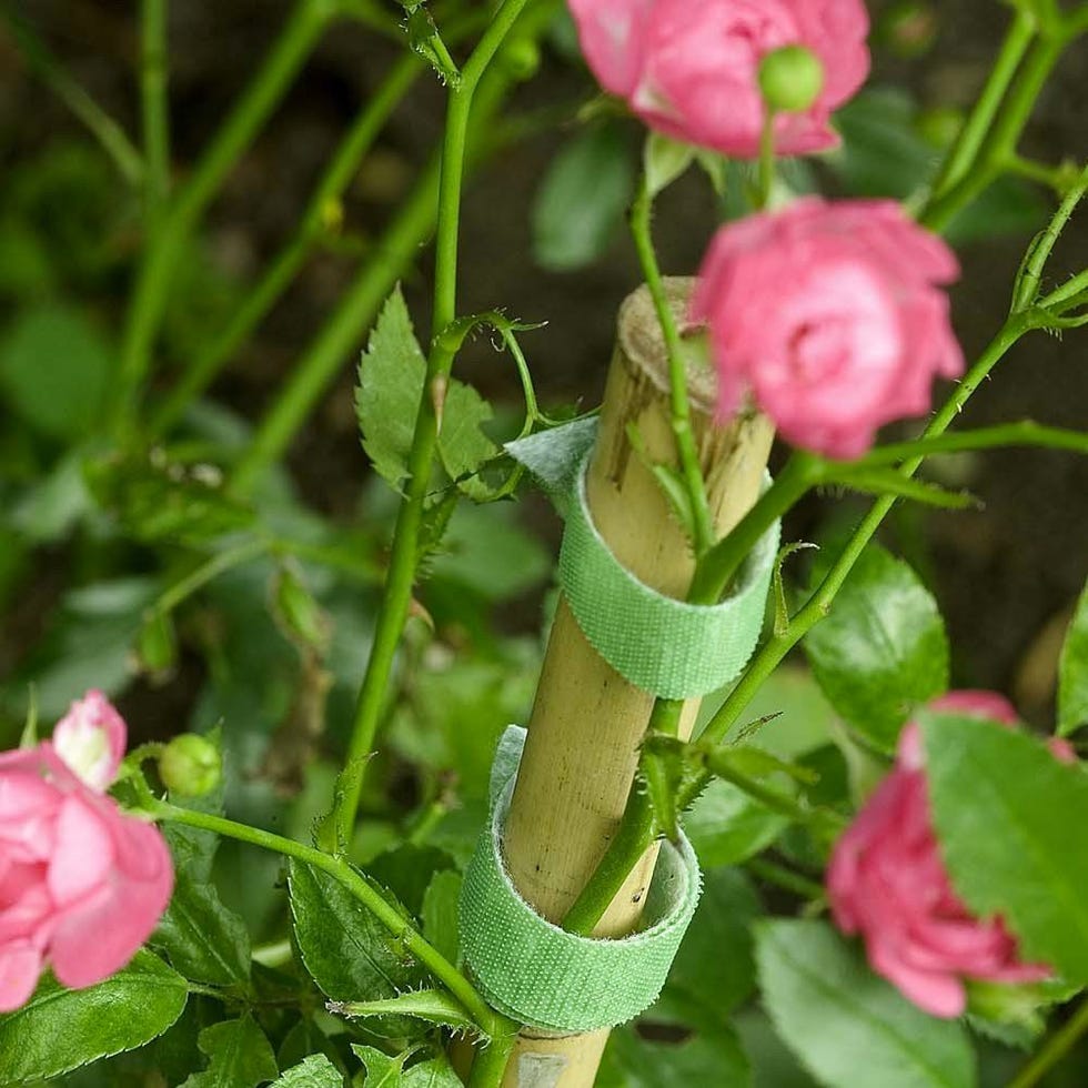 Reusable and Adjustable Gentle Plant Ties