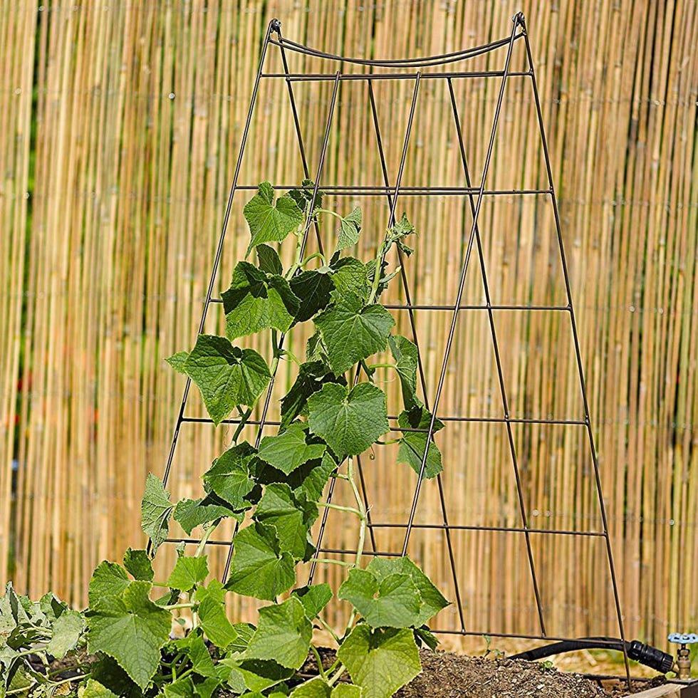 Wire A-Frame Trellis