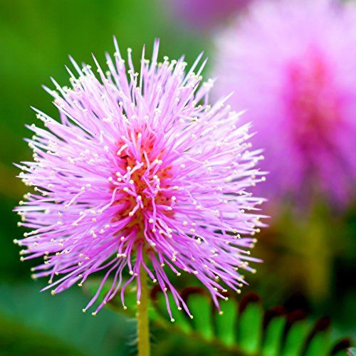 Outsidepride Mimosa Pudica Sensitive Plant Seeds - 1000 Seeds