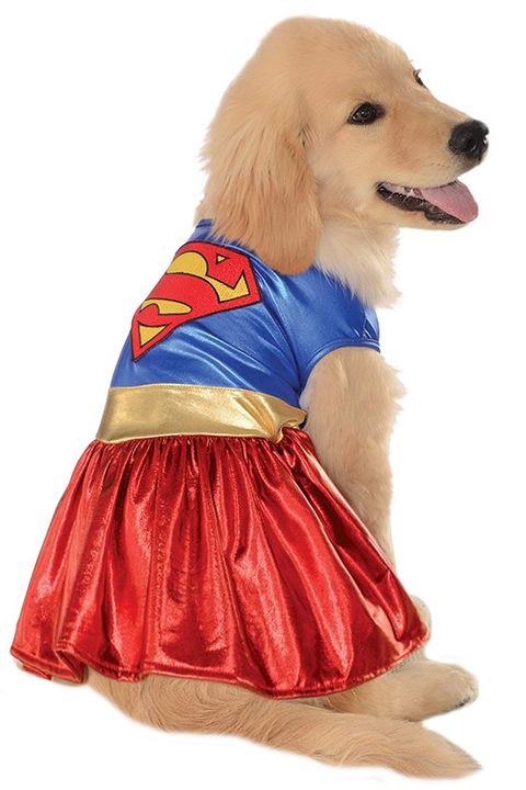 45 Funniest Dog Costumes 2022 Best Costume Ideas - Diy Dog Banana Costume