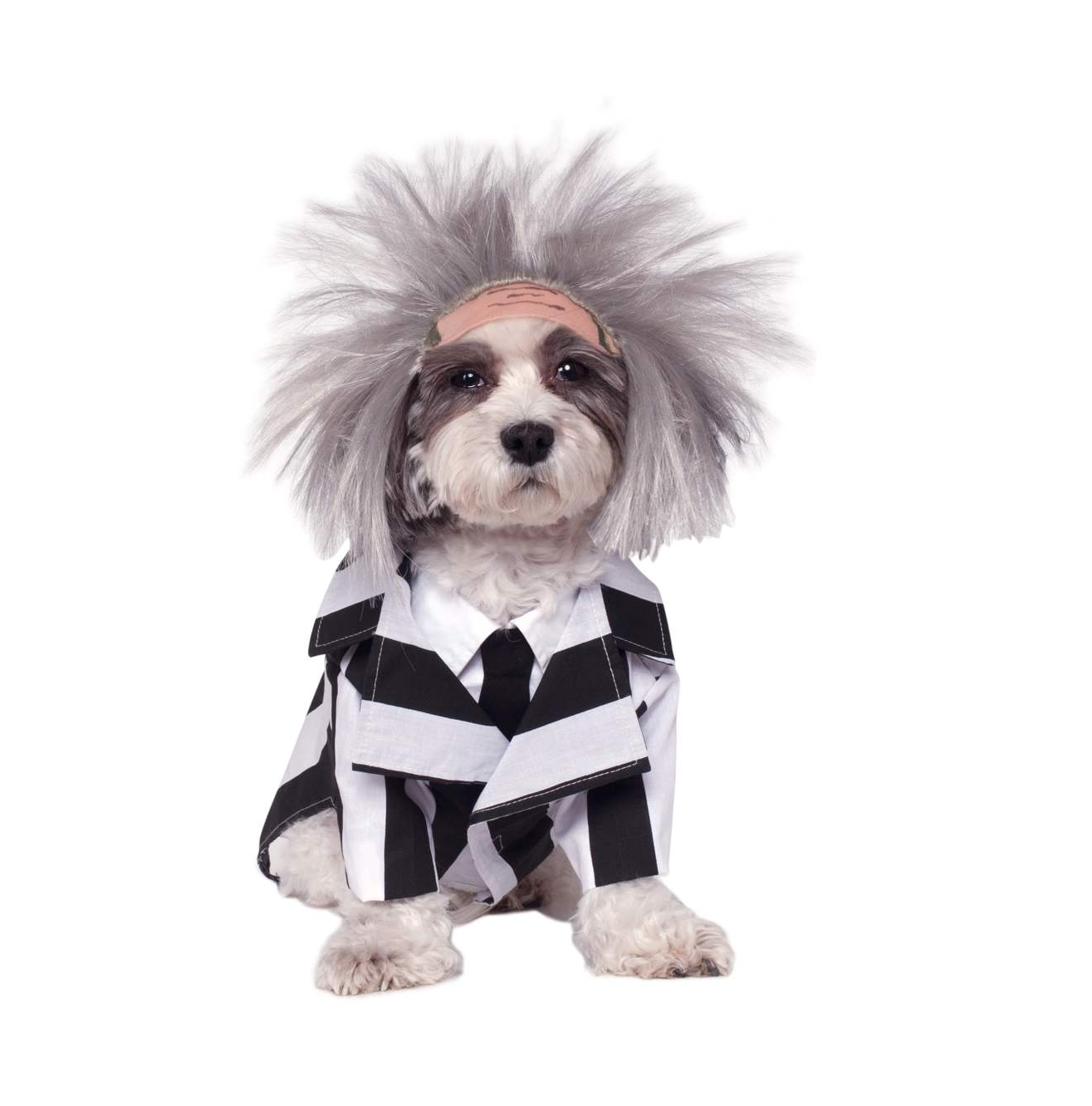 dog fancy dress outfit
