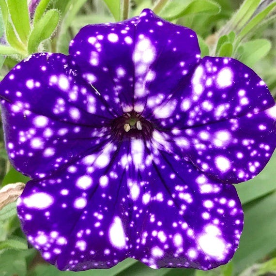 These Galaxy Flowers Are Truly Out of This World