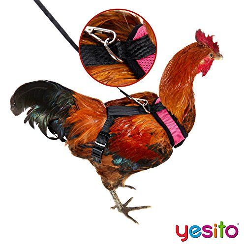 Yesito Chicken Harness 