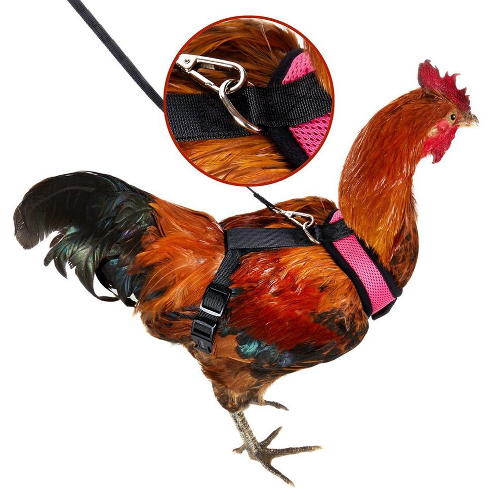 Chicken Harness 