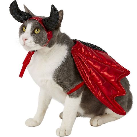 Best Cat Halloween Costumes 2019 - 20 Creative Cat Halloween Costume Ideas