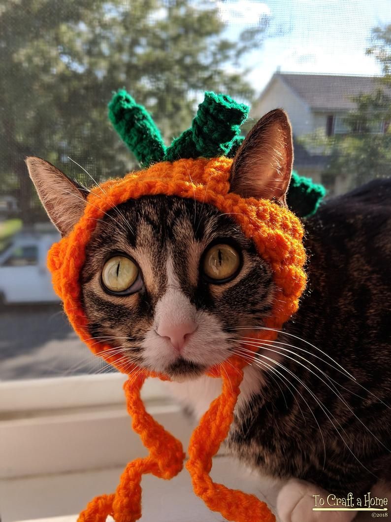 Orange shop cat costume