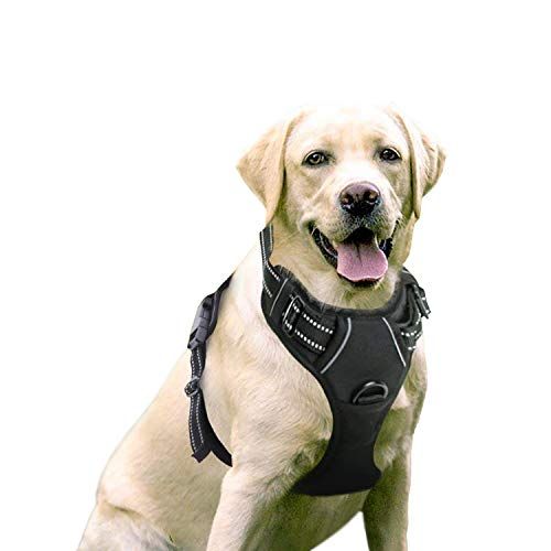 different kinds of dog harnesses