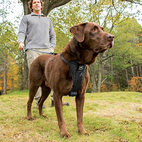 Best Padded Designer Dog and Puppy Collar (Black, Large)