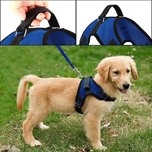 most comfortable dog harness for small dogs