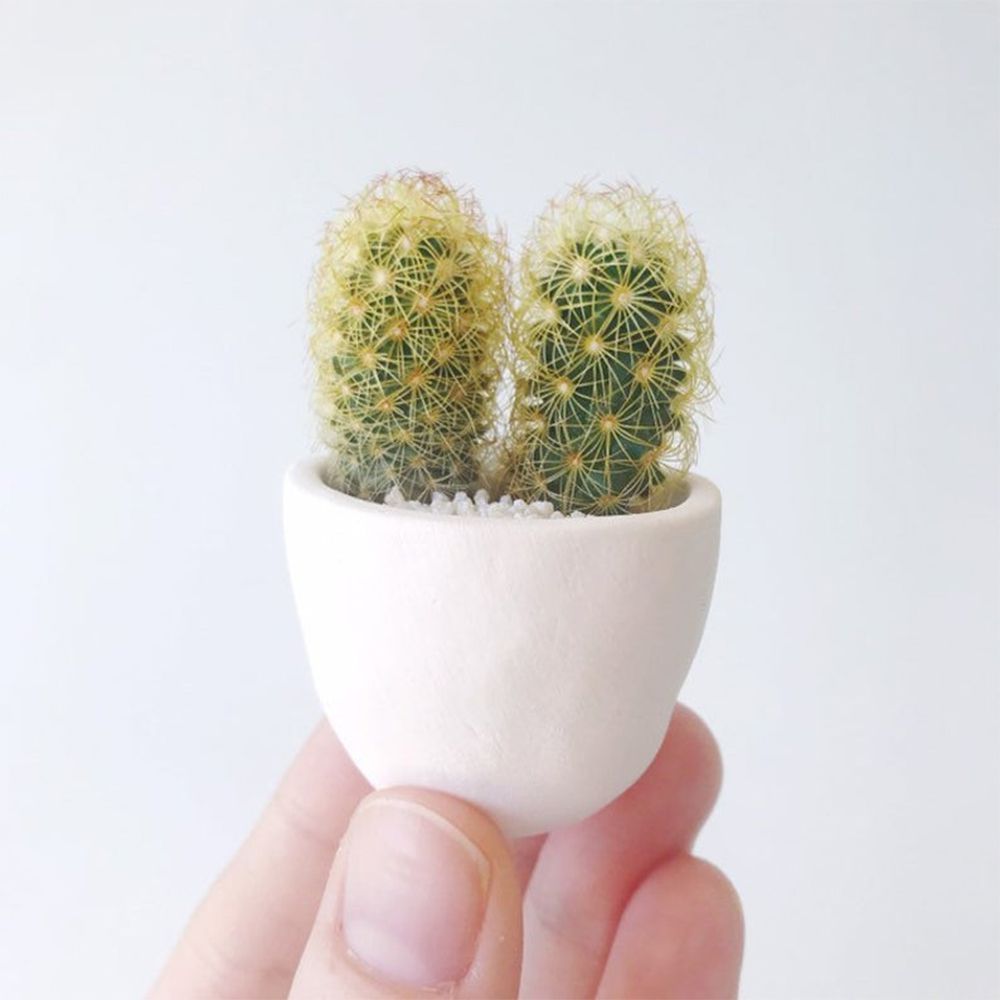 You + Me Mini Cactus