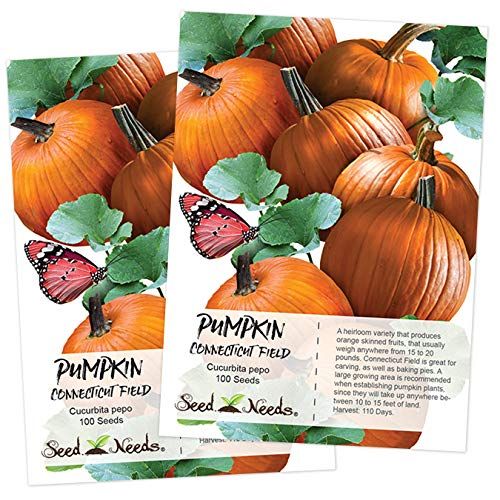 Planting Pumpkin Seeds How To Grow Pumpkins Planting Pumpkin Seeds How To Grow Pumpkins