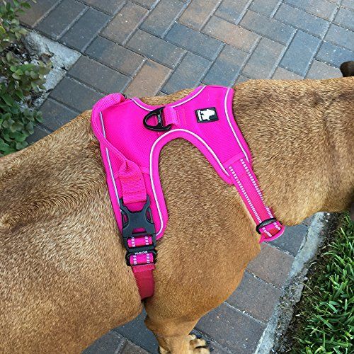 19 Best Dog Harnesses Top Dog Walking Vests of 2019