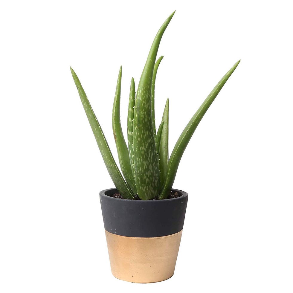 Costa Farms Live Aloe Plant