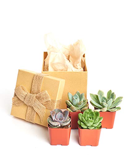 Succulents in Gift Box (Pack of 4)