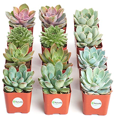Radiant Rosette Collection of Live Succulent Plants