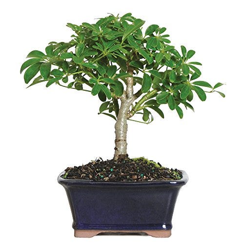 Hawaiian Umbrella Indoor Bonsai Tree